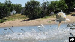 FILE - In this June 13, 2012 file photo, Asian carp, jolted by an electric current from a research boat, jump from the Illinois River near Havana, Ill. Some are working to change the name of "Asian" carp fish in the U.S. (AP Photo/John Flesher, File)