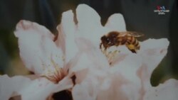 Ի՞նչ սպասելիքներ ունեն Վիսկոնսինի հայ գործարարները ԱՄՆ ընտրություններից