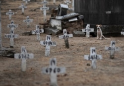 A dog sits next to numbered crosses at the Iraja cemetery, where many COVID-19 victims are buried in Rio de Janeiro, Brazil, Feb. 5, 2021.
