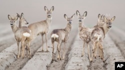 On April 10, 2019, these deer were photographed early one morning in a field near Hildesheim, Germany. And they kind of have the "stare" that deer are known for – "caught in headlights." (Photo: by Moritz Frankenberg/dpa via AP)