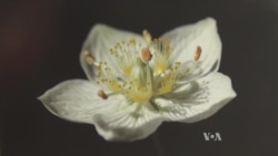 Botanic Garden Exhibit Highlights US Parks' Flora