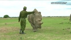 科学家致力于创造北白犀胚胎