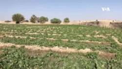 په کندهار کې یو شمېر کروندګر مارکیټ ته د حاصلاتو د انتقال له ستونزې سره مخ دي
