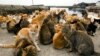 Science Shows Early Spread of Cats in the World