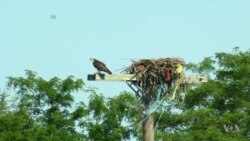 Landfill Turned Park Proves Nature's Resilience