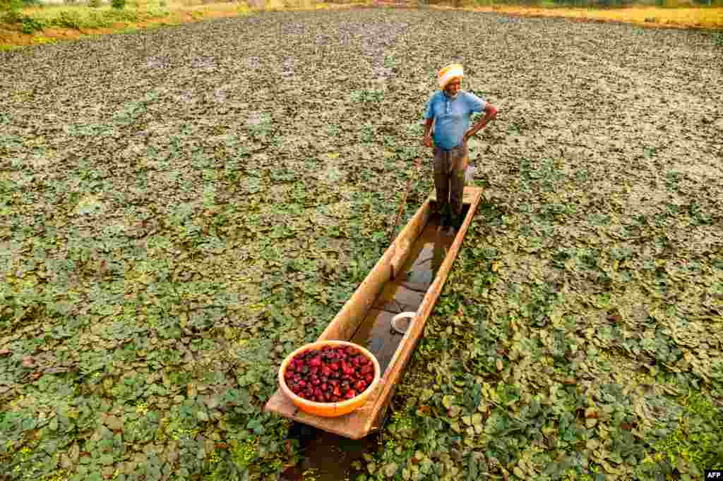 A farmer rows a boat as he harvests water chestnuts in a pond on the outskirts of Jabalpur, India.