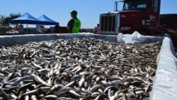 Dead sardines removed from the surface at King Harbor marina in Redondo Beach, California