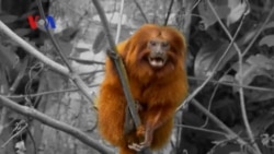 Brazilian Success Story with Reintroduction of Golden Lion Tamarins