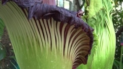 World's Stinkiest Flower Blooms at US Botanic Garden