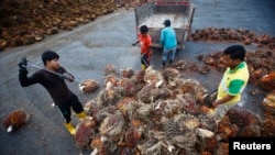 FILE - Workers collect palm oil fruits inside a palm oil factory in Salak Tinggi, outside Kuala Lumpur, Malaysia, Aug. 4, 2014. 