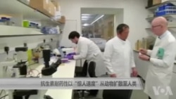 抗生素耐药性以“惊人速度”从动物扩散至人类