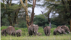 Environmentalists: Kenyan Avocado Farm Would Block Elephant Movements