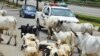 Cows obstruct Nigeria's capital as climate change, development leave herders with nowhere to go 