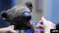 FILE - A dehydrated and injured Koala receives treatment at the Port Macquarie Koala Hospital in Port Macquarie, Australia, on November 2, 2019, after its rescue from a wildfire. (Photo by SAEED KHAN / AFP)