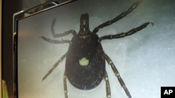 FILE - A lone star tick is displayed on a monitor in a lab at the North Carolina Museum of Natural Sciences, in Raleigh, North Carolina, July 31, 2014.