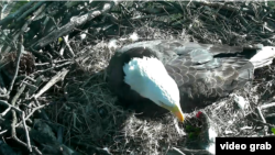 One of the DC eagles is seen in its nest Friday morning at the National Arboretum. The first of two eaglets hatched this morning. (American Eagle Foundation) 