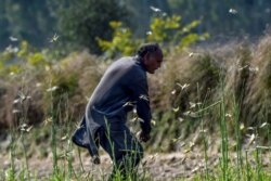 A farmer chases away locusts in Pipli Pahar village in Pakistan's central Punjab province, Feb. 23, 2020.