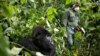 Africa's Mountain Gorillas Also at Risk From Coronavirus
