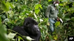 FILE - A park ranger wearing a mask walks past a mountain gorilla in the Virunga National Park in eastern Congo, Dec. 11 2012. 