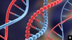 Para ilmuwan mengatakan materi genetis DNA dapat membantu mengatasi meningkatnya kebutuhan ruang penyimpanan di era informasi ini. (Foto: Dok)