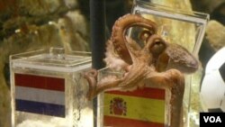 Paul si Gurita Peramal, yang menjadi sorotan dalam Piala Dunia tahun ini karena menebak dengan tepat delapan pertandingan, telah meninggal di Akuarium Laut Oberhausen, Jerman.