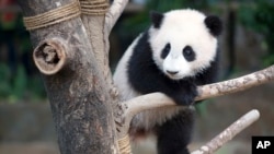 Seven-month old female giant panda cub Nuan Nuan plays inside the panda enclosure at the National Zoo in Kuala Lumpur, Malaysia, April 7, 2016. 