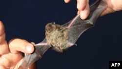 A group of European scientists have found that bats are very long-lived for their small size.