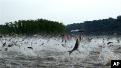 This December 2009 photo shows Illinois River silver carp jumping out of the water after being disturbed by the sounds of watercraft.