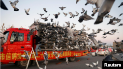 Racing pigeons are released from cages on the back of a truck for a 1000-kilometer race in Langfang, Hebei province, China, on November 20, 2020. (REUTERS/Carlos Garcia Rawlins)