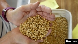 资料照片：美国北达科塔州的农民检查大豆的质量。（2019年8月6日）