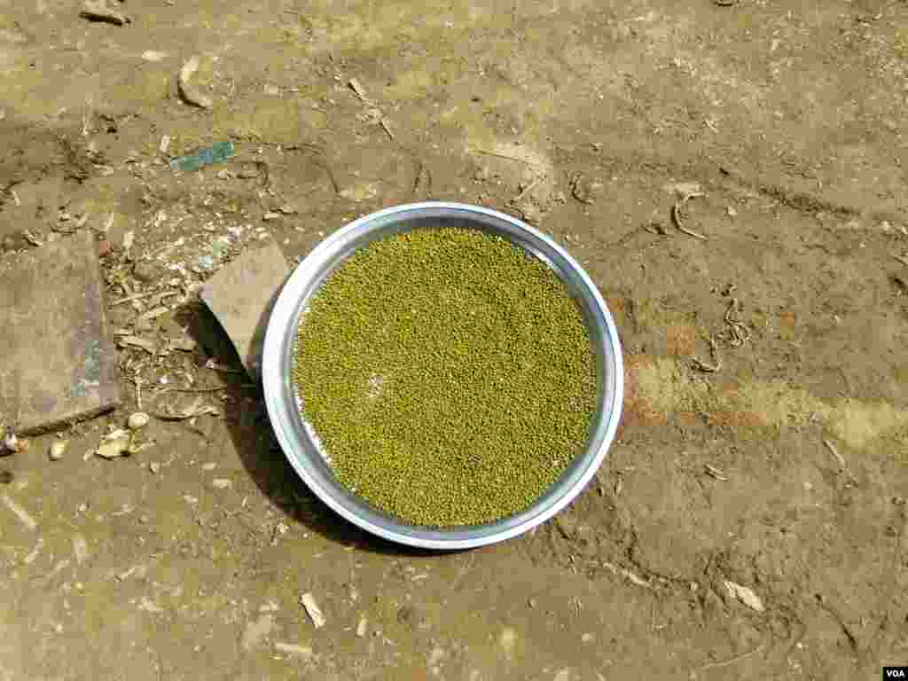 សណ្ដែកបាយ ឬសណ្ដែកខៀវ ដាក់ហាលថ្ងៃ របស់អ្នកភូមិស្វាយឃ្លាំង ឃុំស្វាយឃ្លាំង ស្រុកក្រូចឆ្មារ ខេត្តកំពង់ចាម នៅថ្ងៃអាទិត្យ ទី២២ ខែកក្កដា ឆ្នាំ២០១៧។ (សើ សាយ្យាណា/VOA)