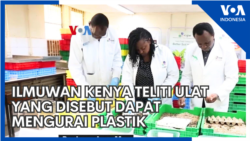 Ilmuwan Kenya Teliti Ulat yang Disebut Dapat Mengurai Plastik