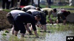 지난해 5월 북한 남포 깅서구역 청산협동농장에서 주민들이 모내기를 하고 있다.