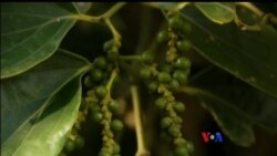 ကမ္ဘောဒီးယား ငရုပ်ကောင်း