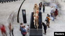 Pengunjung mengamati fosil dinosaurus di Natural History Museum di London. (Foto: Dok)