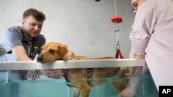 Životinje iz ratnih zona Ukrajine (Foto: AP/Sergei Grits)