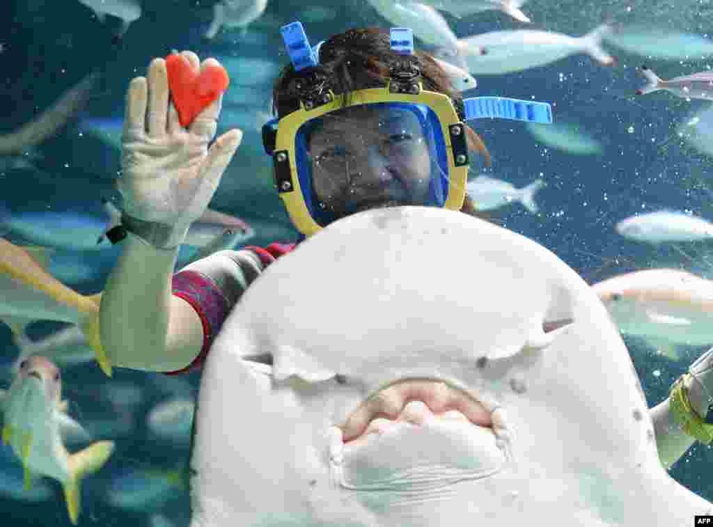 Seorang penyelam memberi makan ikan pari dengan daging cumi berbentuk hati dan diberi warna merah di Sunshrine Aquarium, Tokyo untuk menyambut Hari Valentine.