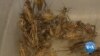 Cricket Farming May Help Ease Global Food Shortages