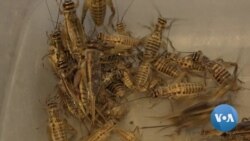 Cricket Farming May Help Ease Global Food Shortages
