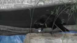 Feathered Tool Maker Gets the Worm