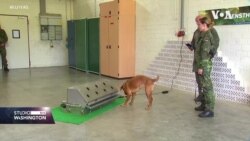 Njemačka: Program obuke pasa za borbu protiv koronavirusa