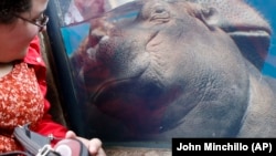 Fiona, a baby Nile Hippopotamus sleeps as visitors stop by her enclosure at the Cincinnati Zoo.
