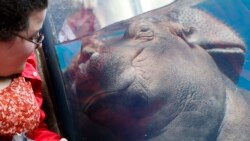 Quiz - Baby Hippo Has Become an Educational Force
