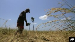 FILE - A Sri Lankan farmer inspects his dried rice field at Somapura, in eastern Trincomalee district.
