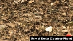 Can you find the nightjar, searching through the eyes of a dichromat?