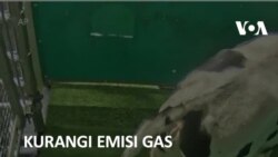 Kurangi Emisi Gas Rumah Kaca, Peneliti Latih Sapi Pakai ‘Toilet’