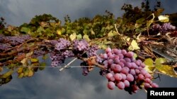 Du Gewurztraminer, cépage alsacien prêt à être vendangé en Alsace le 12 october 2015. 