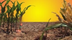 እርዳታ የሚፈልጉ ኢትዮጵያውያን ቁጥር ወደ 8 ሚልዮን ደርሷል /ርዝመት - 3ደ40ሰ/