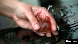 An Israeli researcher holds a sea squirt removed from the Red Sea as part of research work an Israeli team is conducting in the Israeli resort city of Eilat, Feb. 7, 2019.