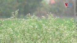 پنجاب کی زرعی زمین کو تباہ کرنے والا زہریلا پودا